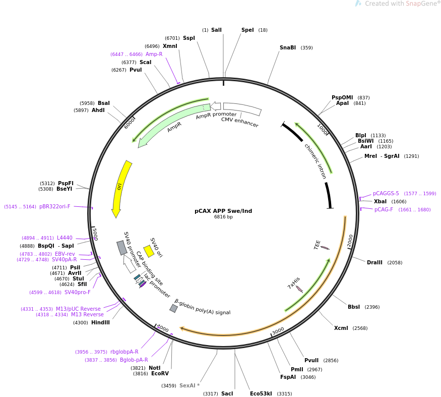 pCAX APP Swe-Ind质粒图谱